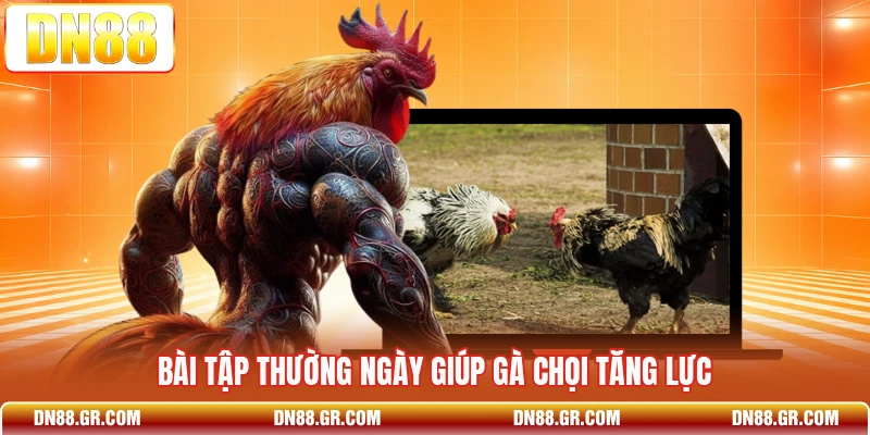 Bài tập thường ngày giúp gà chọi tăng lực