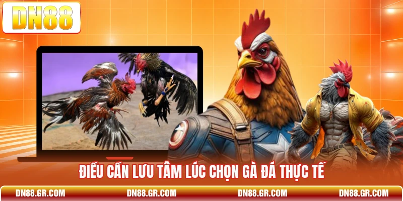 Điều cần lưu tâm lúc chọn gà đá thực tế